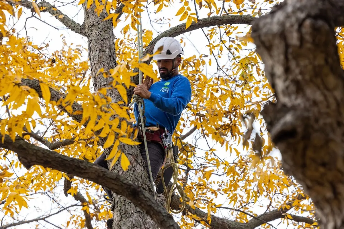Skilled Tree Disease Treatment crew working in Randolph